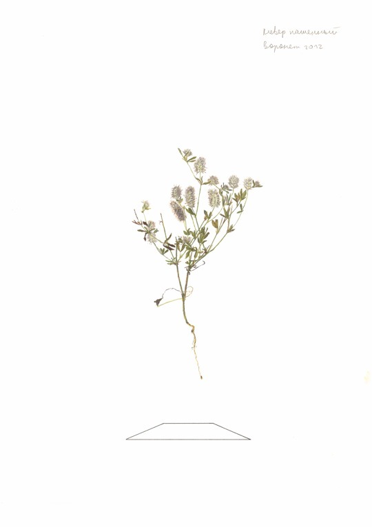 Container image