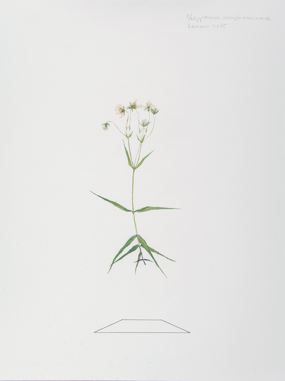 Container image